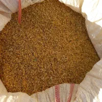 کاه بوجاری شده کاملیا