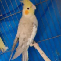 عروس هلندی آهویی  نر . فول سخنگو