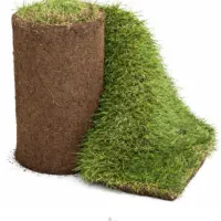 عرضه چمن رولی طبیعی - چمن طبیعی آماده SOD