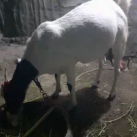 فروش گوسفند