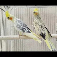 عروس هلندی مرواریدی