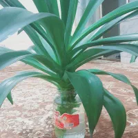 قلمه ی گل