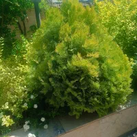 کارگر ساده جهت کار در گلخونه و نهالستان