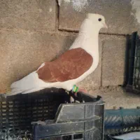 نروماده دوکتی