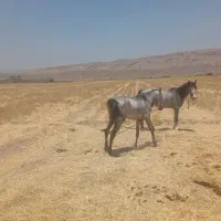 اسب|اسب و تجهیزات اسبسواری|شیبکوه (فارس), |دیوار