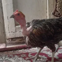 مرغ گردن لخت معامله