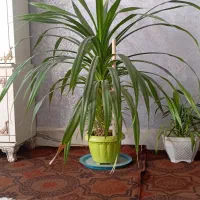 گل زیبا