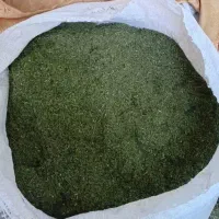 شوید