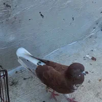 کبوتر دم سفید سه تا