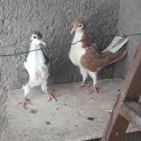جوجه اصفهانی