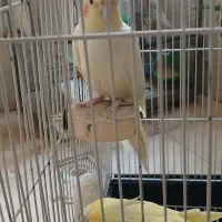 جفت عروس هلندی