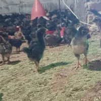 جوجه  کاکل دار۳۵روزه گلپایگانی
