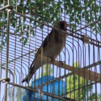 تعدادی سهره همه جوجه قفس زیر دهن مست ودیونه