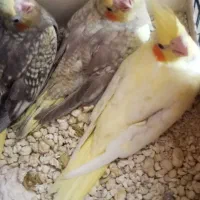 عروس هلندی سرلاکی ودونخور