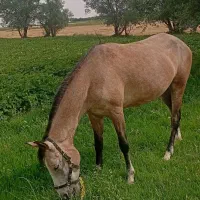 اسب کرد|اسب و تجهیزات اسب‌سواری|سجاس رود, |دیوار