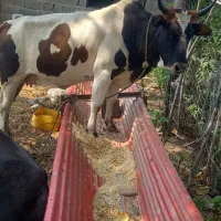 گاو ورزا