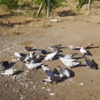 کبوتر