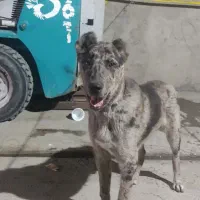 سگ نگهبان و گله
