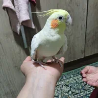 ۱ دونه عروس هلندی لوتینو ماده