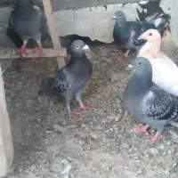 کفتر