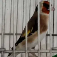 سهره نر 3ساله جفتی بشرط معاوضه با قناری|پرنده|خرم‌آباد, |دیوار