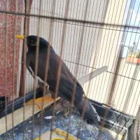 دوعددمینا سخنگو