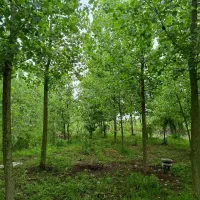 ترکیب زیبایی بصری و آرامش محیط