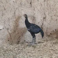 واگذاری جوجه اوشامو