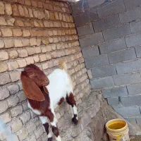 بزغاله  پاکستانی نرو ماده چناران