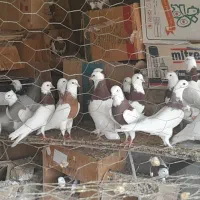 کفتر طوقی شهرستانی