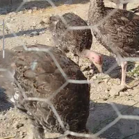 جوجه|حیوانات مزرعه|ویلکیج, |دیوار