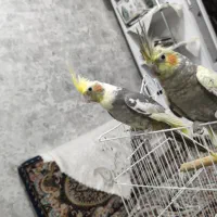عروس هلندی جفت بالغ