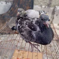 کبوتر جوجه پلاکی