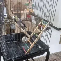 قفس بزرگ