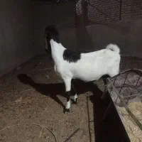 بزدربافق
