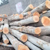 خرید .برش،چوب و درخت ضایعات باغی