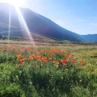 فروش درخت سوید و چینار