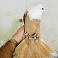 ماده کله سفید پرتقالی
