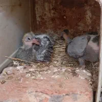 کفتر|پرنده|بیرجند, |دیوار