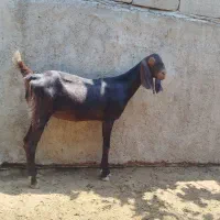 بز جوان چاق