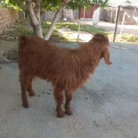 بز و بزغال گوسفند