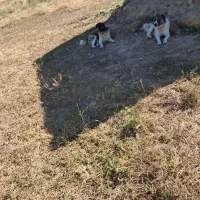 سگ گله