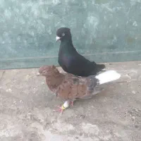 نرو ماده دم سفید