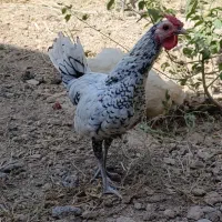 خروس محلی 3 عدد نژاد