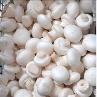 کارگر سالن قارچ