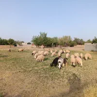 بره بومی مهریز