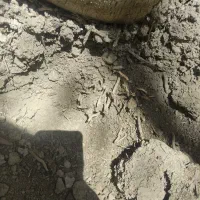 احیای نخلستان شما و حل مشکل سرنوشت پیارم
