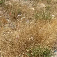 مشارکت-زمین-730-متری-دادگستری