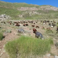 گوسفند شیشک داشتی