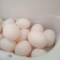 تخم کبوتر